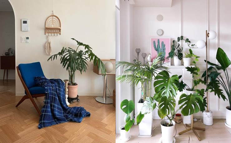The Rise of Plant Parenting : Unique Pots for Every&nbsp;Personality